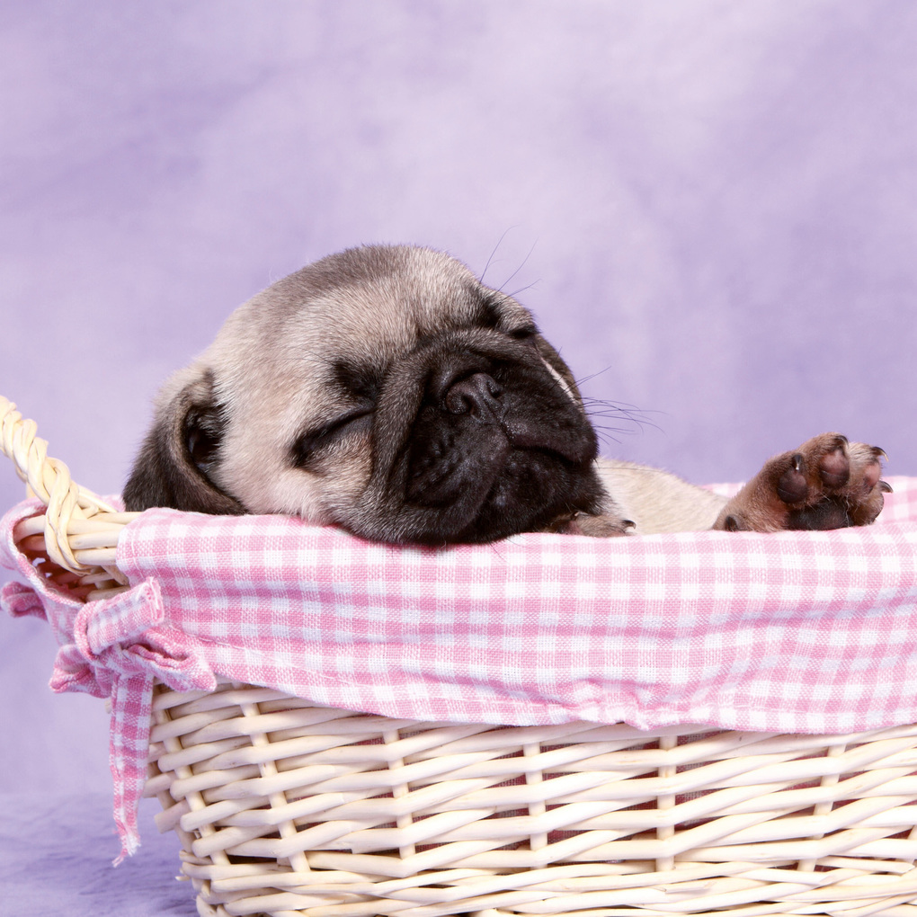 Weitere Ansicht: Möpse / Puglets 2027