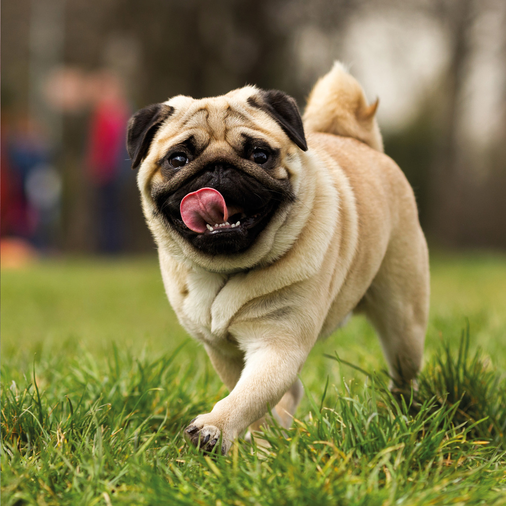 Weitere Ansicht: Möpse / Puglets 2027