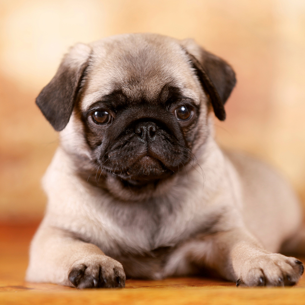 Weitere Ansicht: Möpse / Puglets 2027