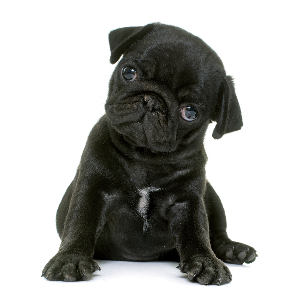 Weitere Ansicht: Möpse / Puglets 2027