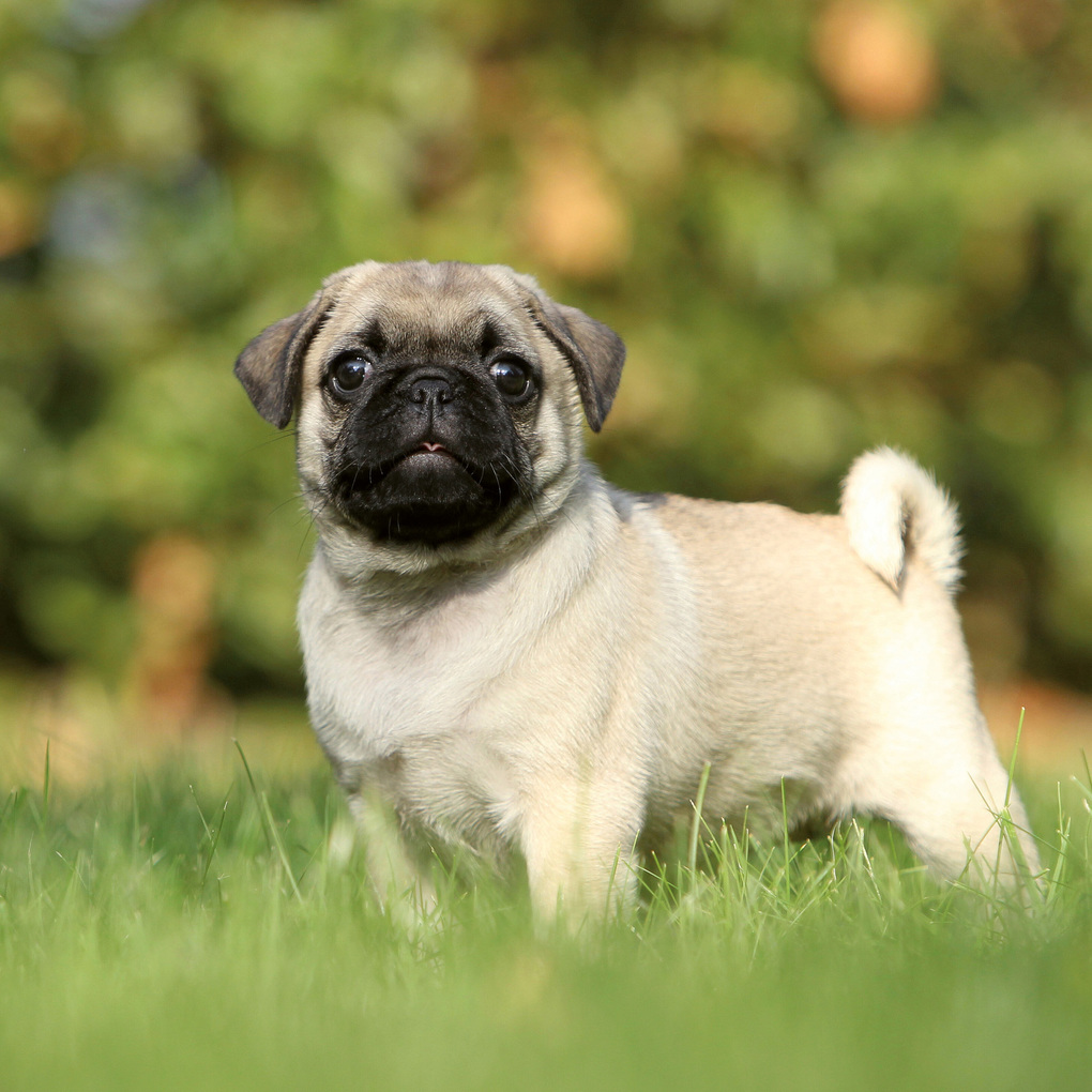 Weitere Ansicht: Möpse / Puglets 2027