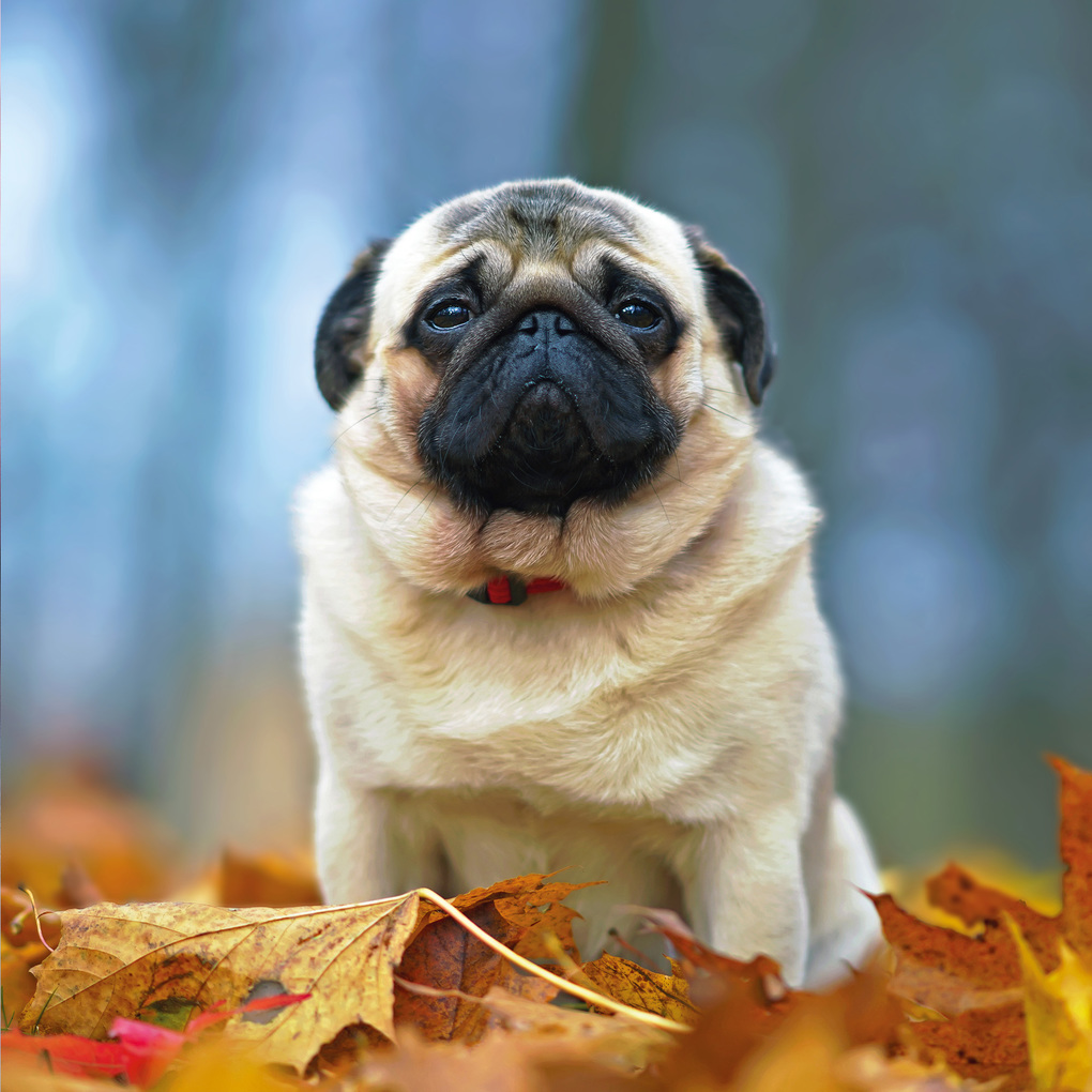 Weitere Ansicht: Möpse / Puglets 2027