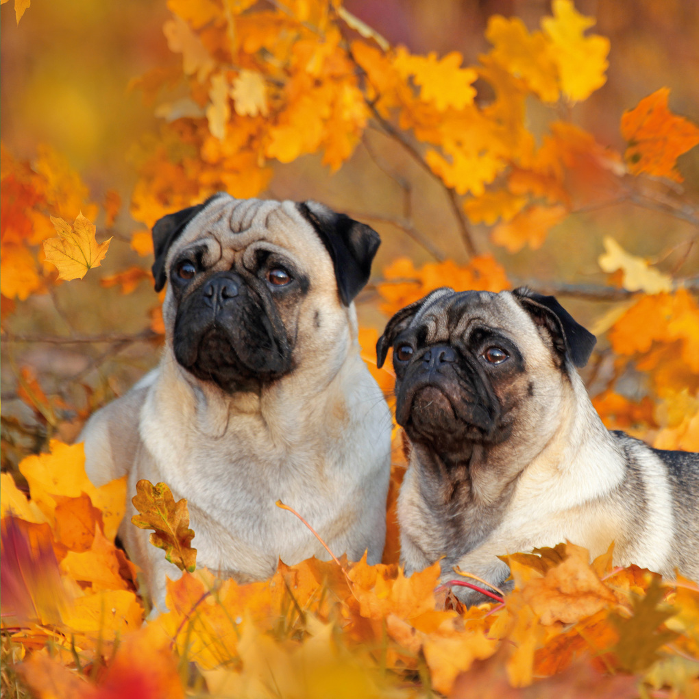 Weitere Ansicht: Möpse / Puglets 2027