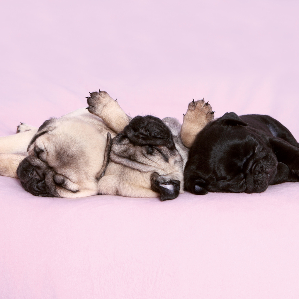 Weitere Ansicht: Möpse / Puglets 2027