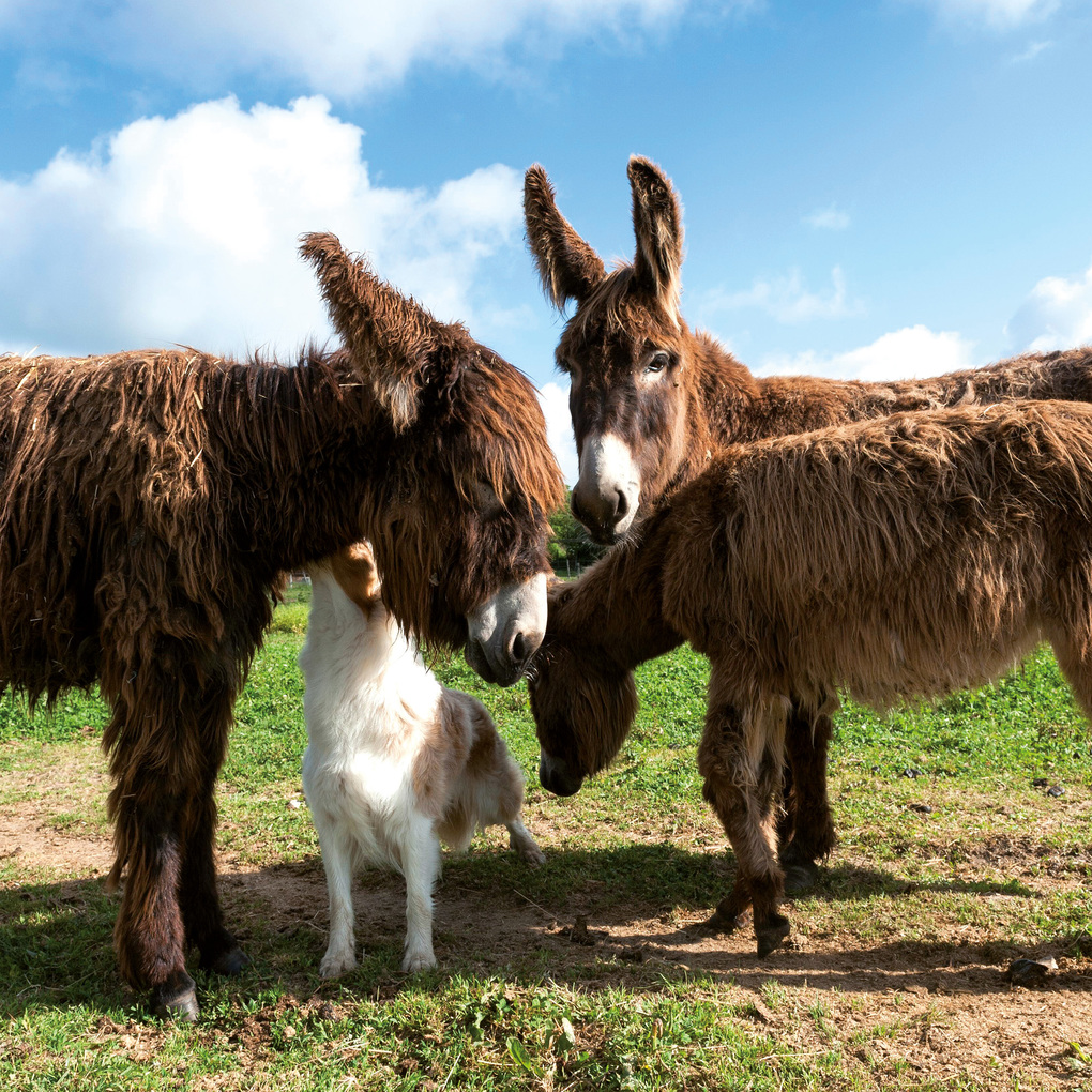 Weitere Ansicht: Tiere vom Bauernhof / Farm Animals 2027
