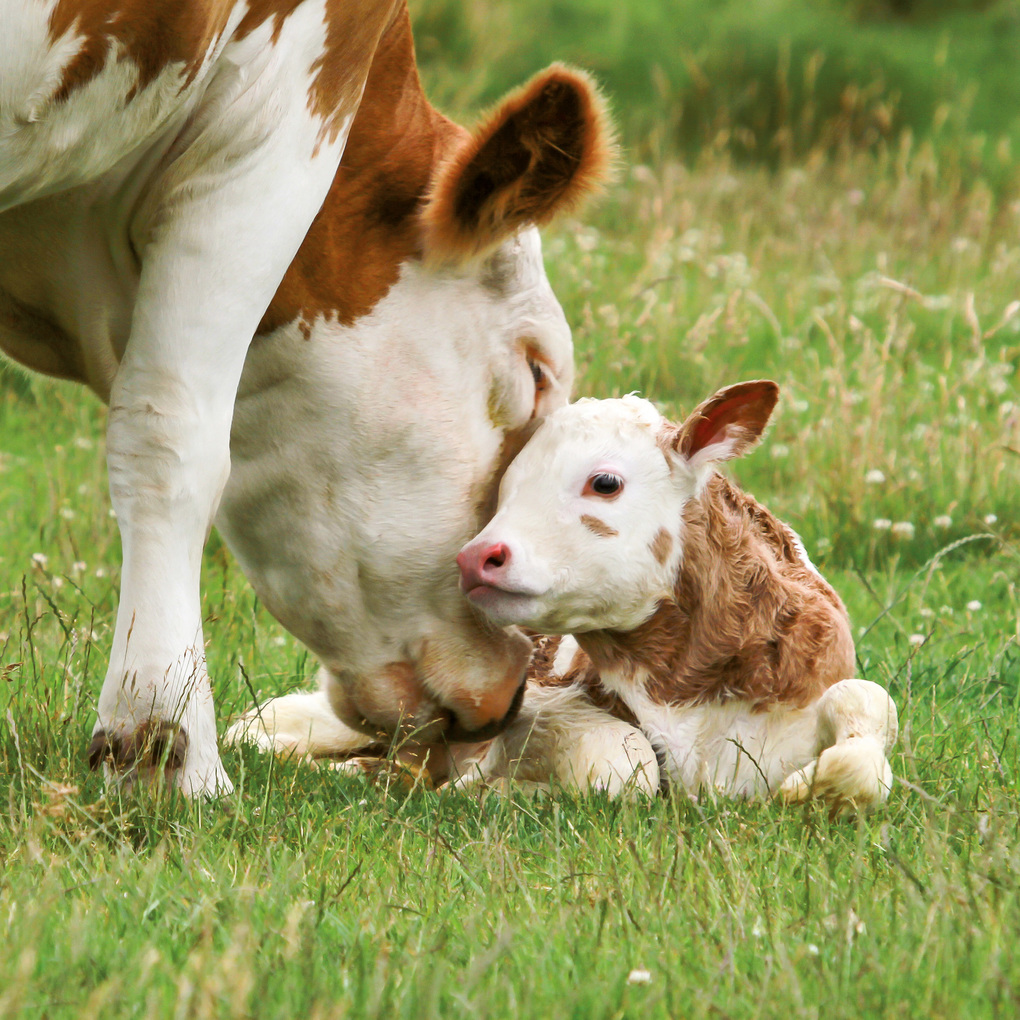 Weitere Ansicht: Tiere vom Bauernhof / Farm Animals 2027