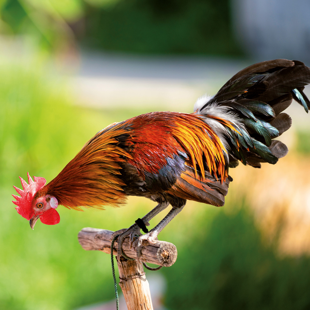 Weitere Ansicht: Tiere vom Bauernhof / Farm Animals 2027