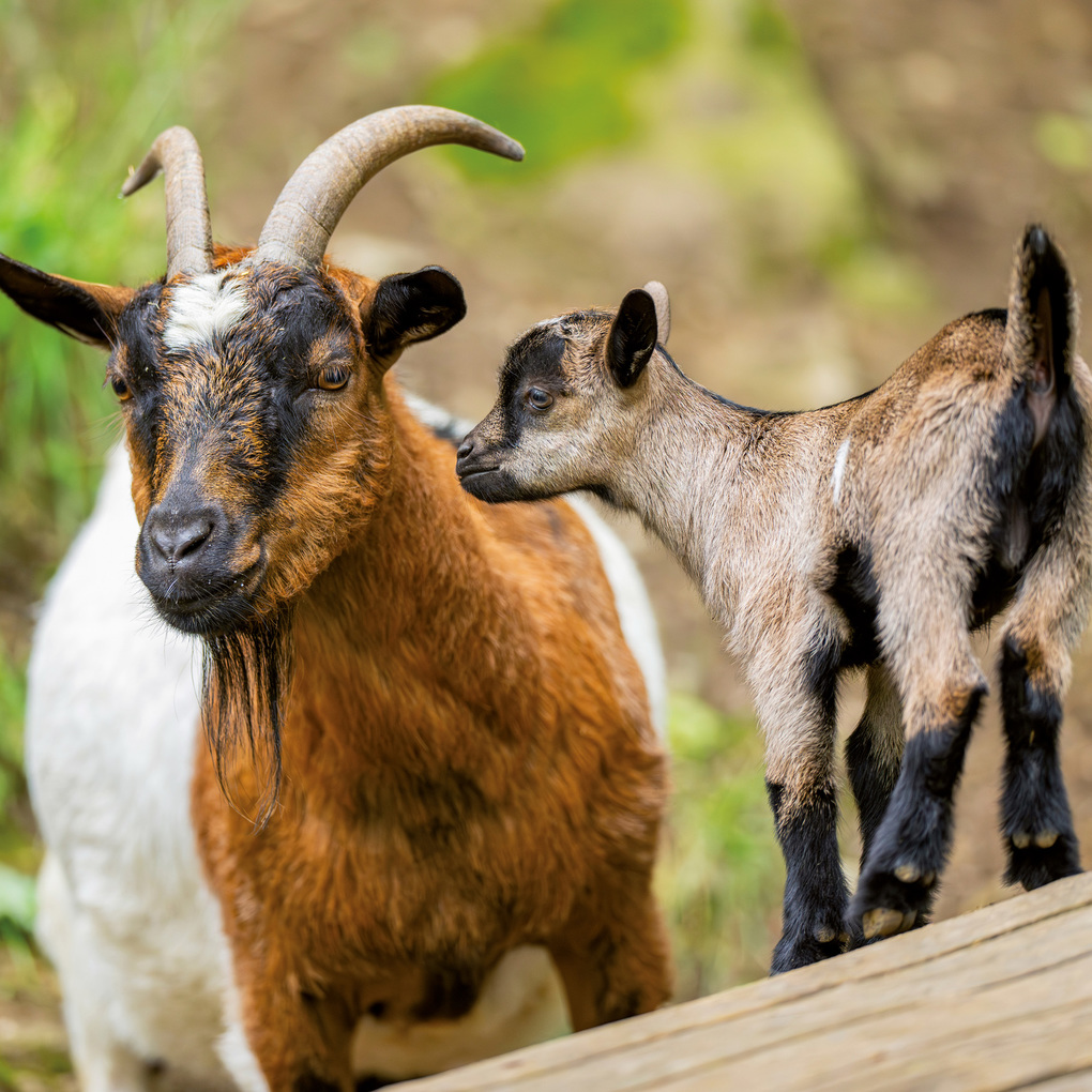 Weitere Ansicht: Tiere vom Bauernhof / Farm Animals 2027