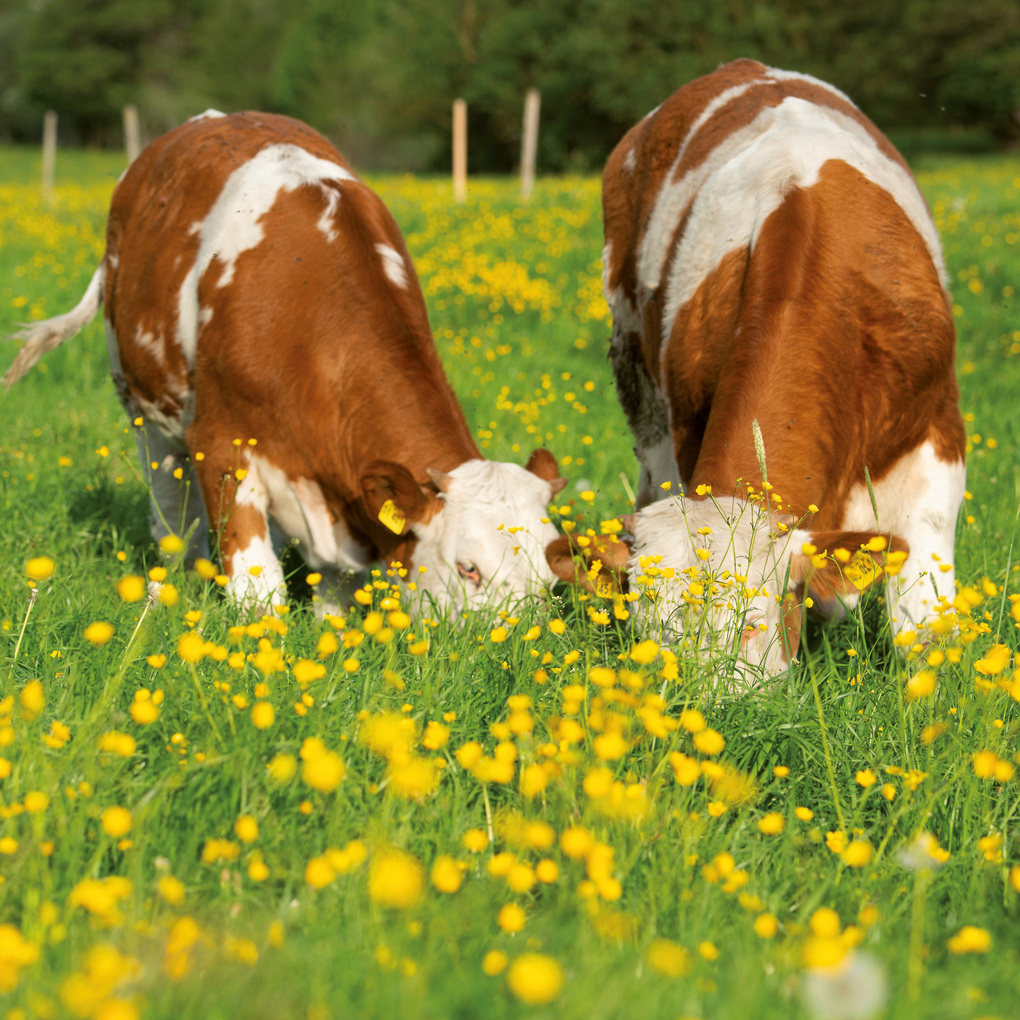 Weitere Ansicht: Tiere vom Bauernhof / Farm Animals 2027