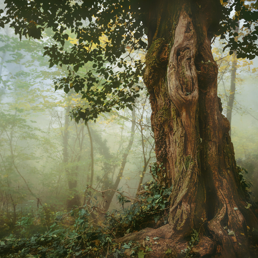 Weitere Ansicht: Die Kraft der Bäume / The Power of Trees 2027