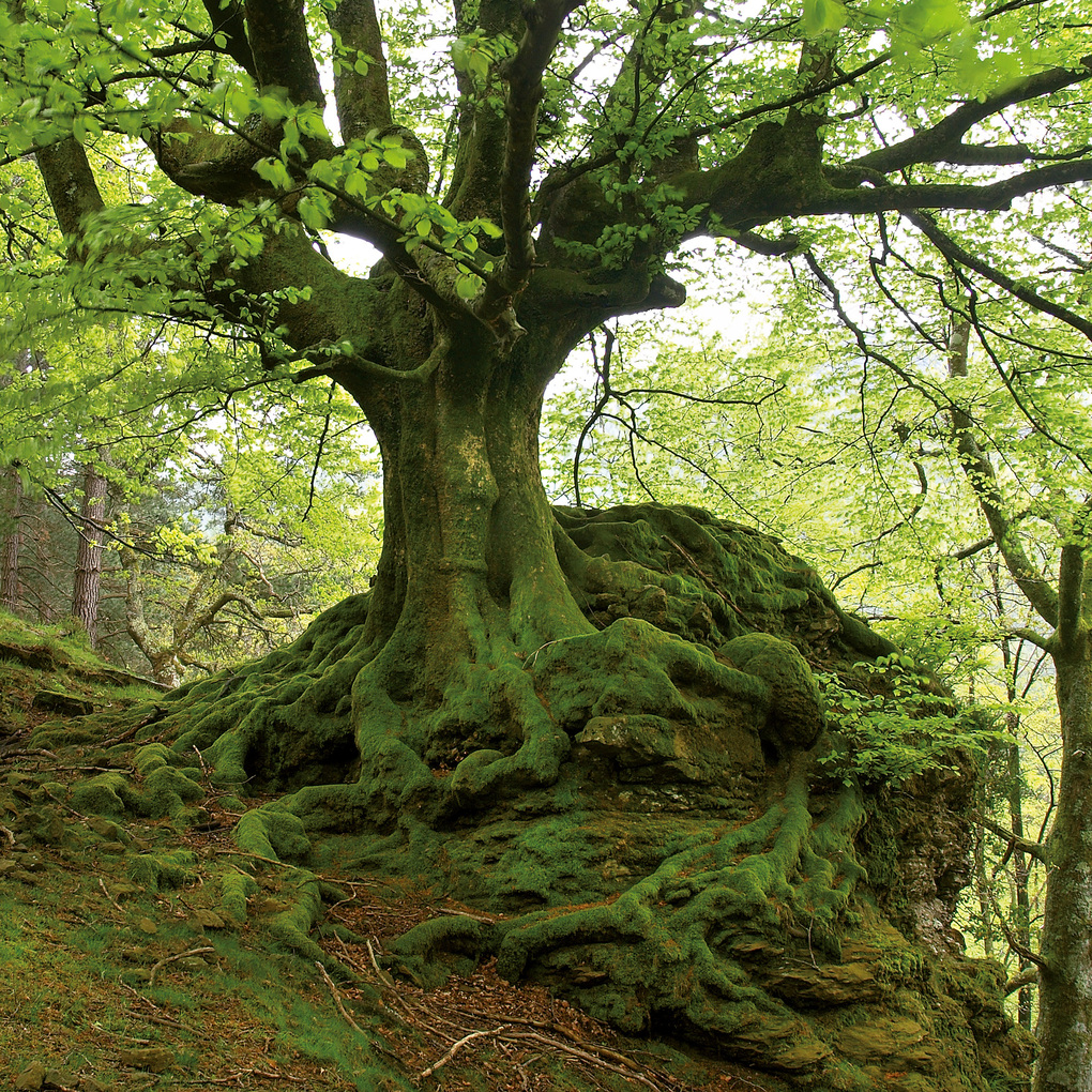 Weitere Ansicht: Die Kraft der Bäume / The Power of Trees 2027