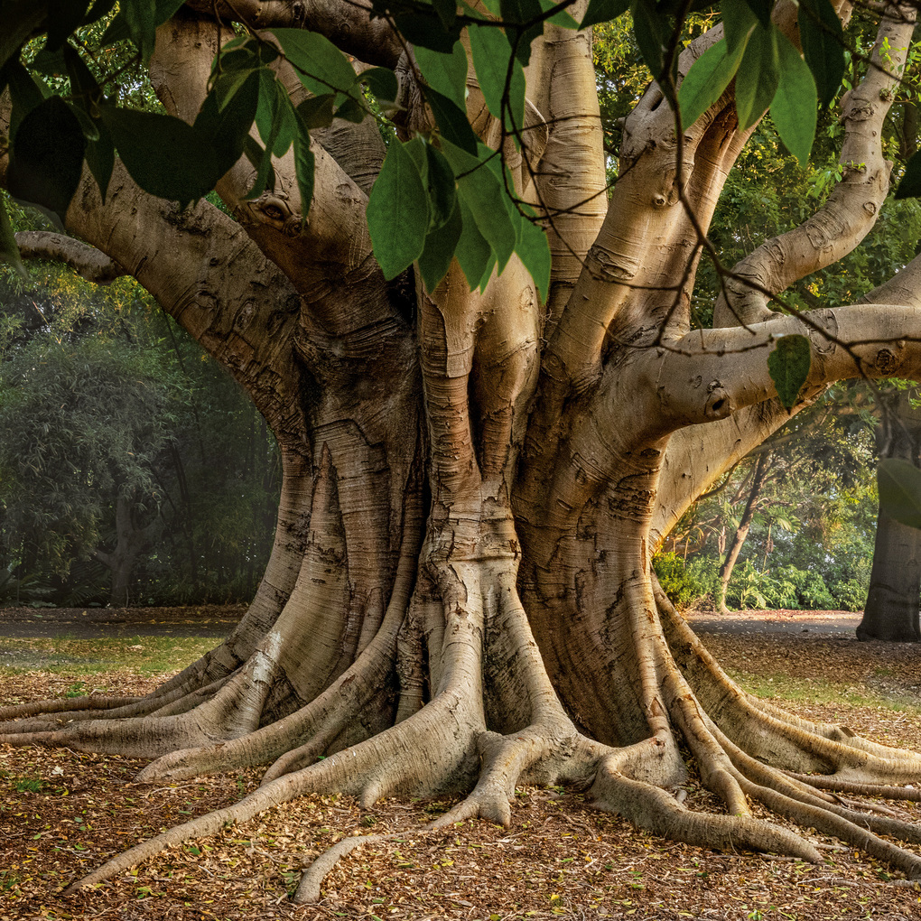 Weitere Ansicht: Die Kraft der Bäume / The Power of Trees 2027