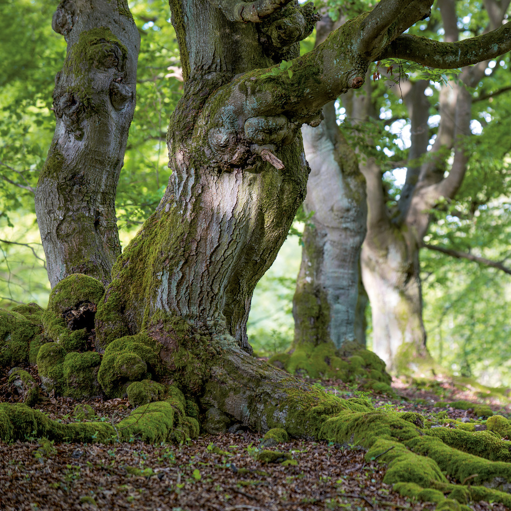 Weitere Ansicht: Die Kraft der Bäume / The Power of Trees 2027
