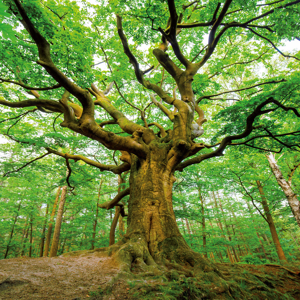 Weitere Ansicht: Die Kraft der Bäume / The Power of Trees 2027