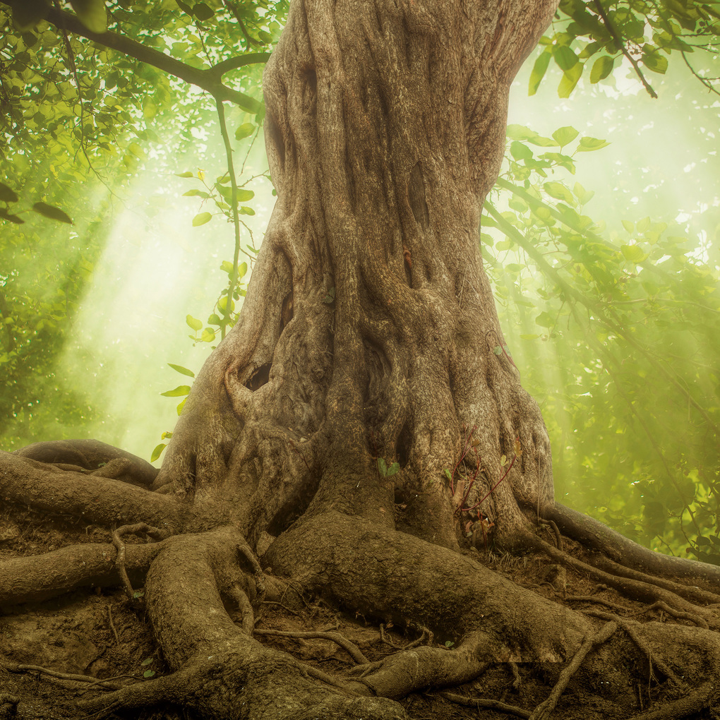 Weitere Ansicht: Die Kraft der Bäume / The Power of Trees 2027