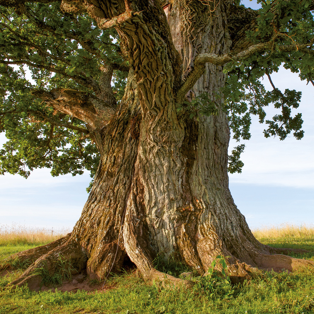 Weitere Ansicht: Die Kraft der Bäume / The Power of Trees 2027