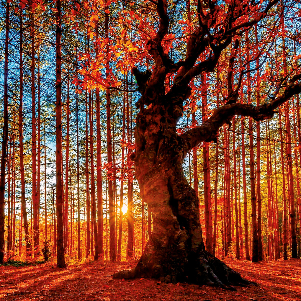 Weitere Ansicht: Die Kraft der Bäume / The Power of Trees 2027