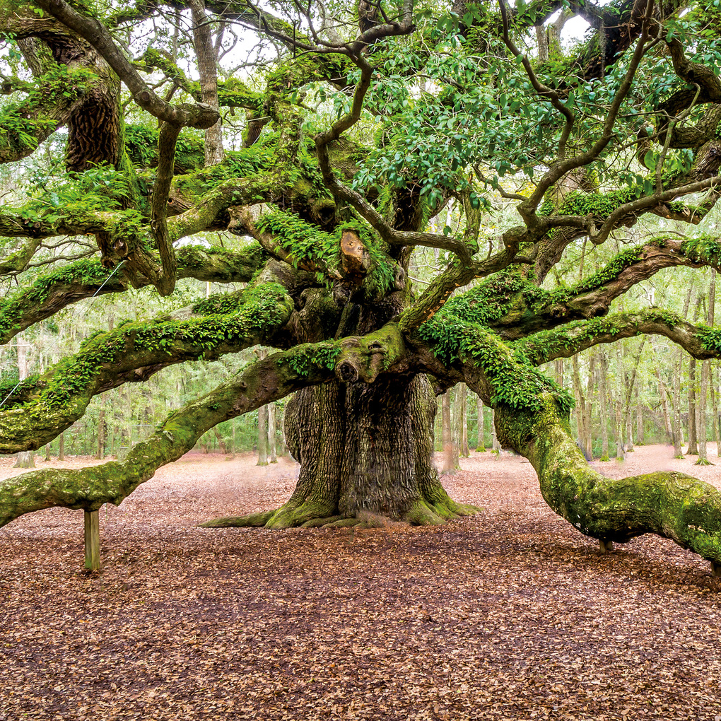 Weitere Ansicht: Die Kraft der Bäume / The Power of Trees 2027