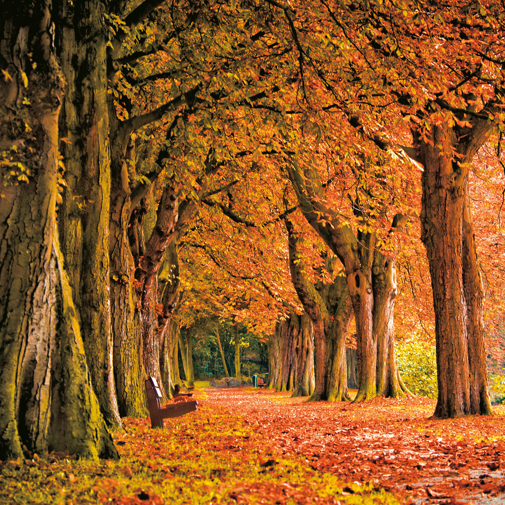 Weitere Ansicht: Die Kraft der Bäume / The Power of Trees 2027