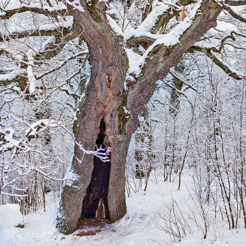 Weitere Ansicht: Die Kraft der Bäume / The Power of Trees 2027
