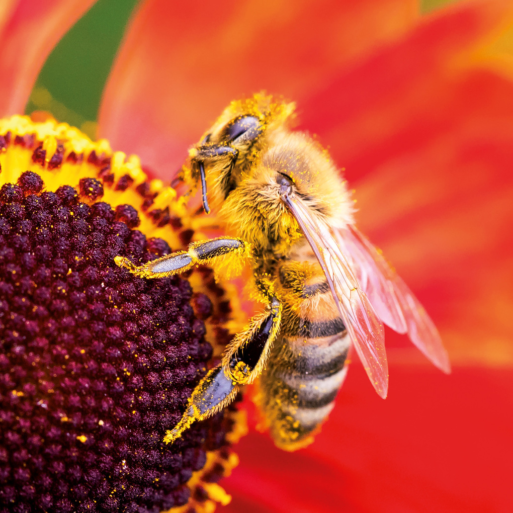 Weitere Ansicht: Bienen / Bees 2027