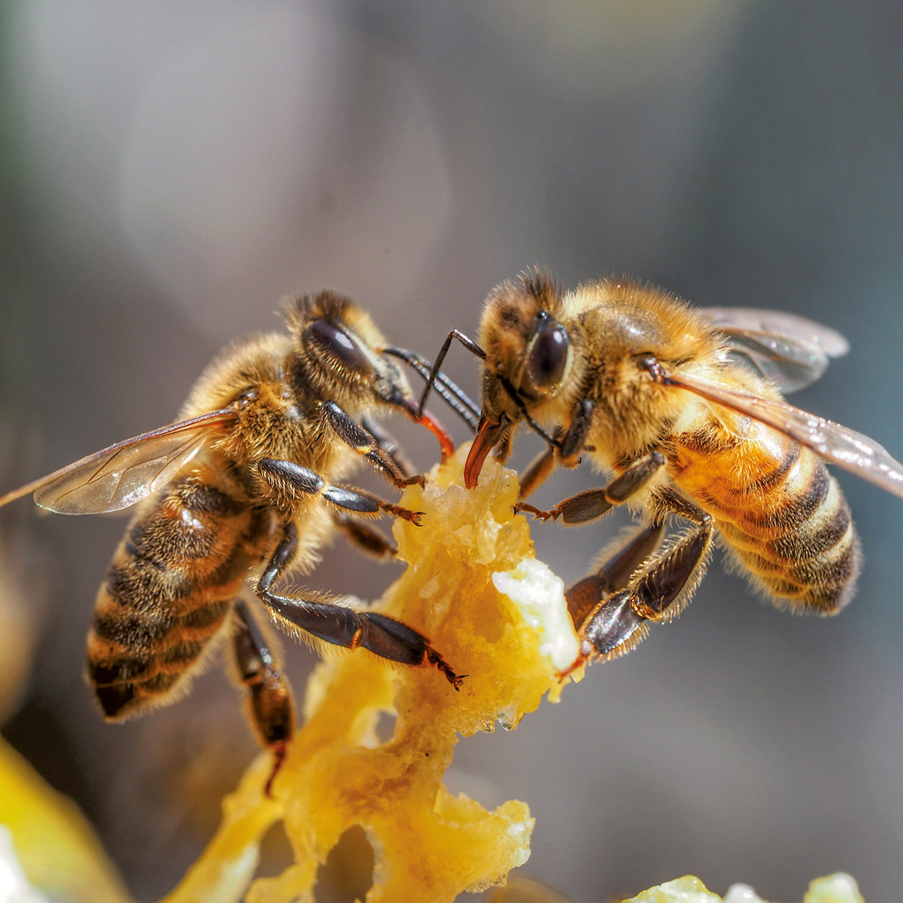 Weitere Ansicht: Bienen / Bees 2027