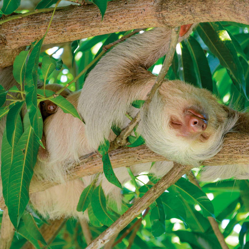 Weitere Ansicht: Tierbabys / Baby Animals 2027