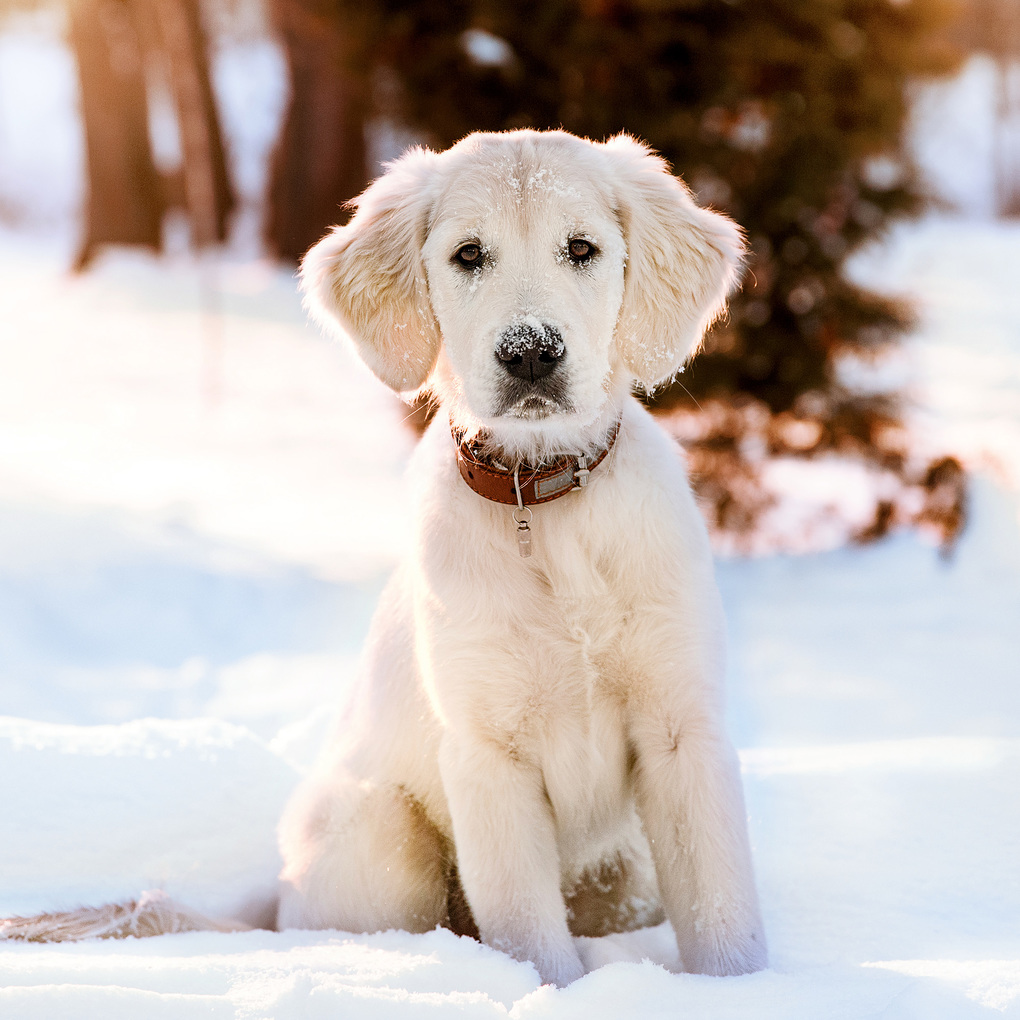 Weitere Ansicht: Hundewelpen / Puppy Dogs 2027