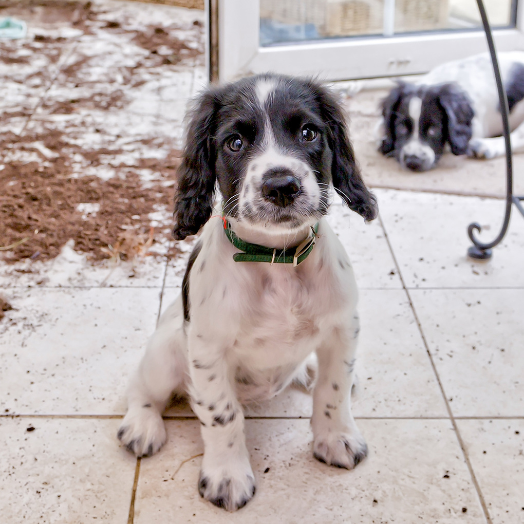 Weitere Ansicht: Hundewelpen / Puppy Dogs 2027