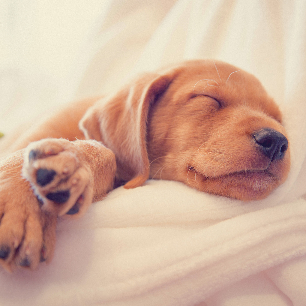 Weitere Ansicht: Hundewelpen / Puppy Dogs 2027