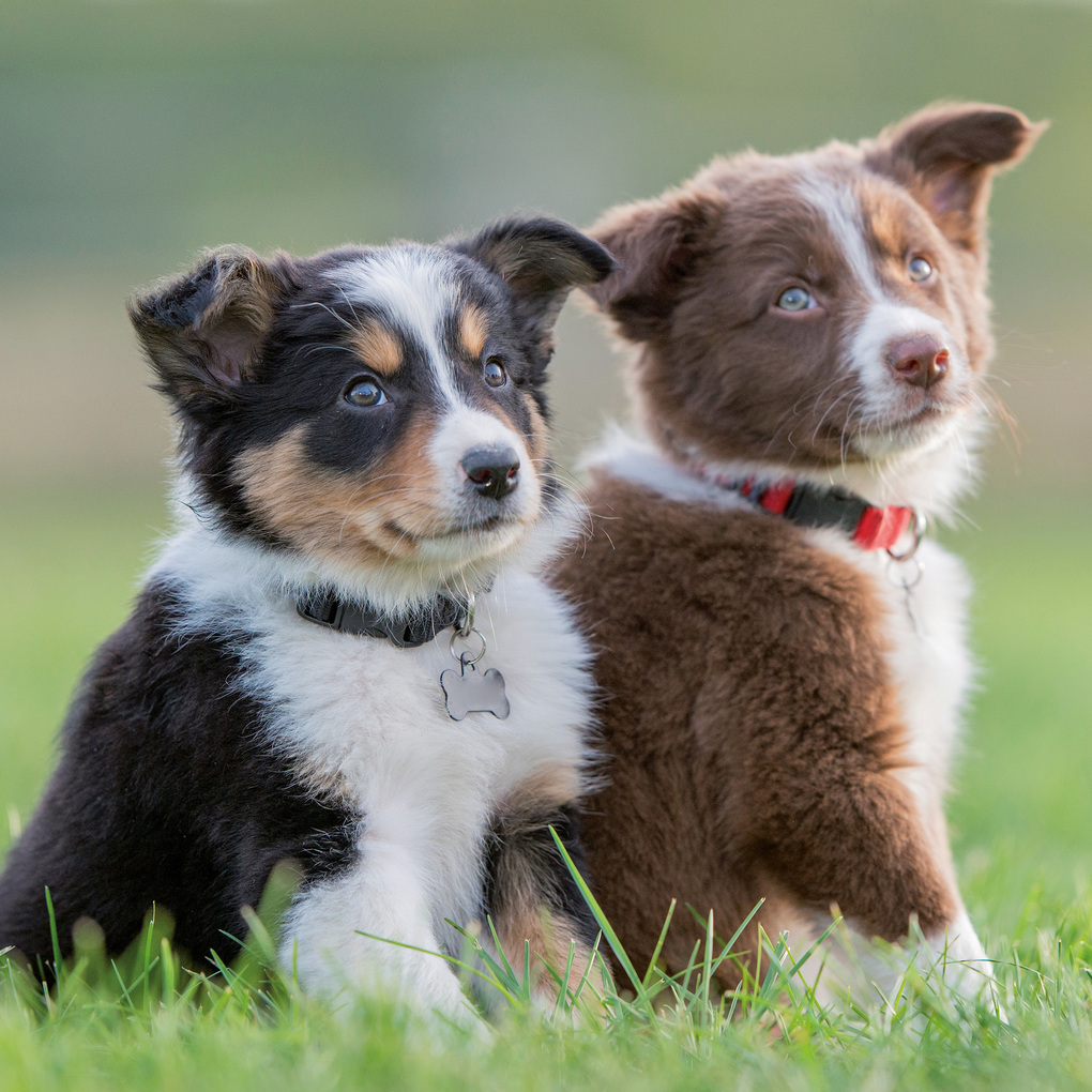 Weitere Ansicht: Hundewelpen / Puppy Dogs 2027
