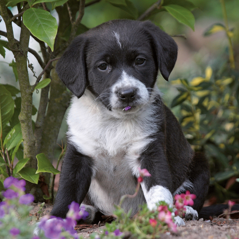 Weitere Ansicht: Hundewelpen / Puppy Dogs 2027