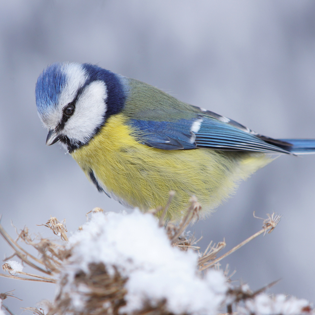Weitere Ansicht: Vögel / Birds 2027