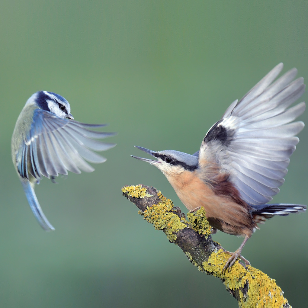Weitere Ansicht: Vögel / Birds 2027