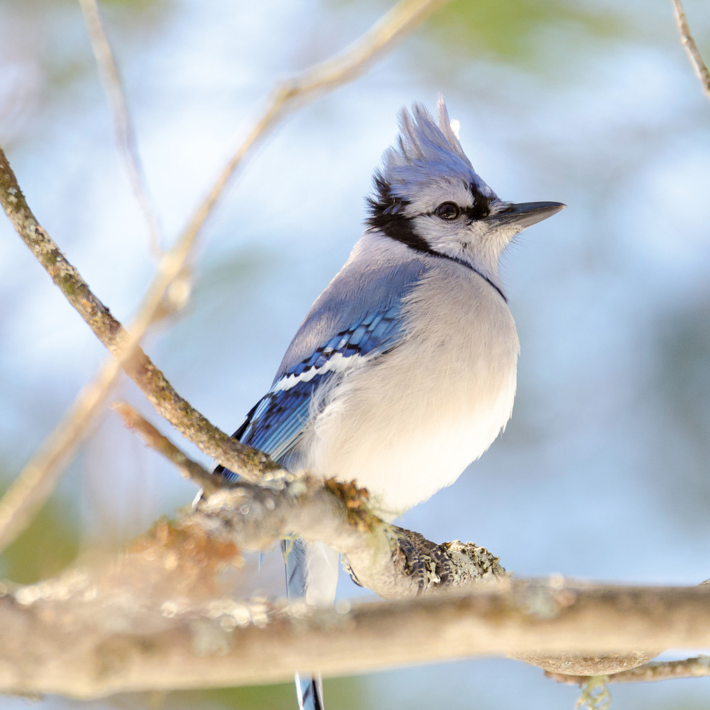 Weitere Ansicht: Vögel / Birds 2027