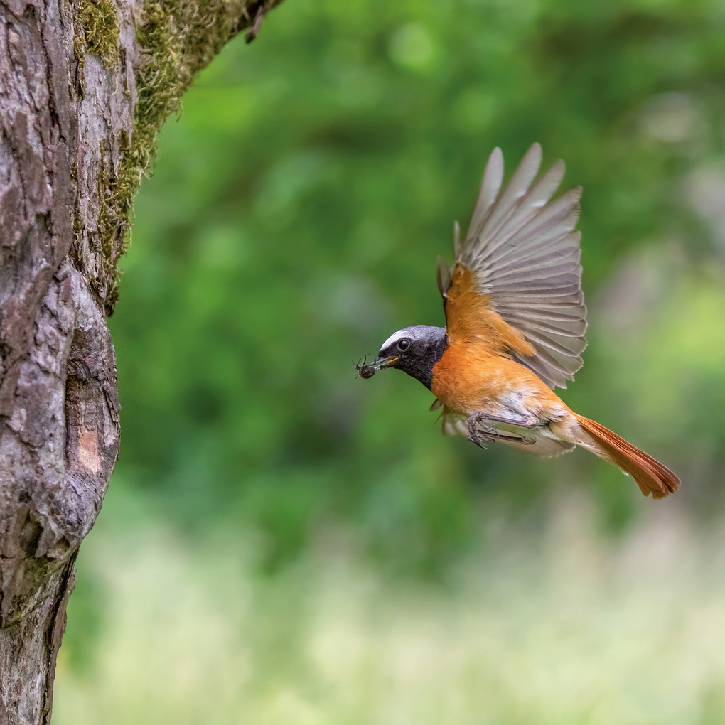 Weitere Ansicht: Vögel / Birds 2027