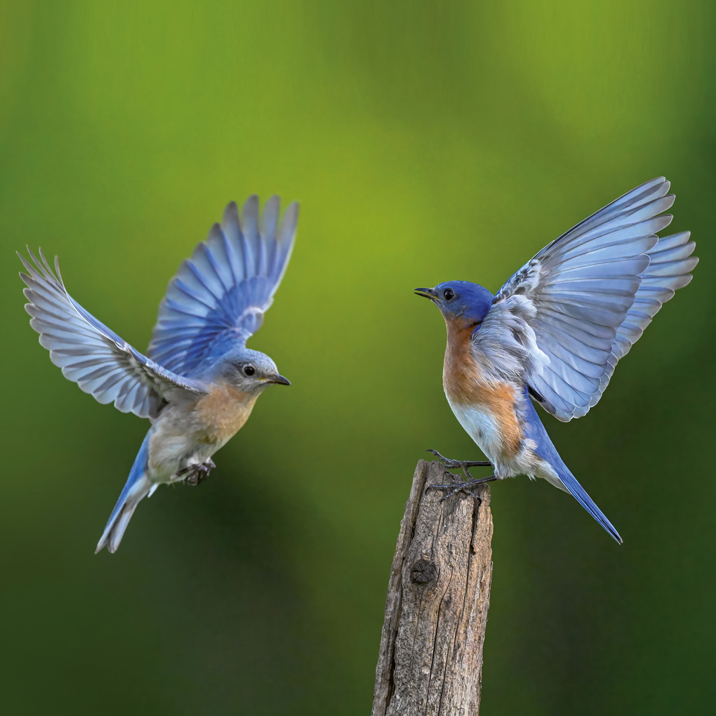 Weitere Ansicht: Vögel / Birds 2027