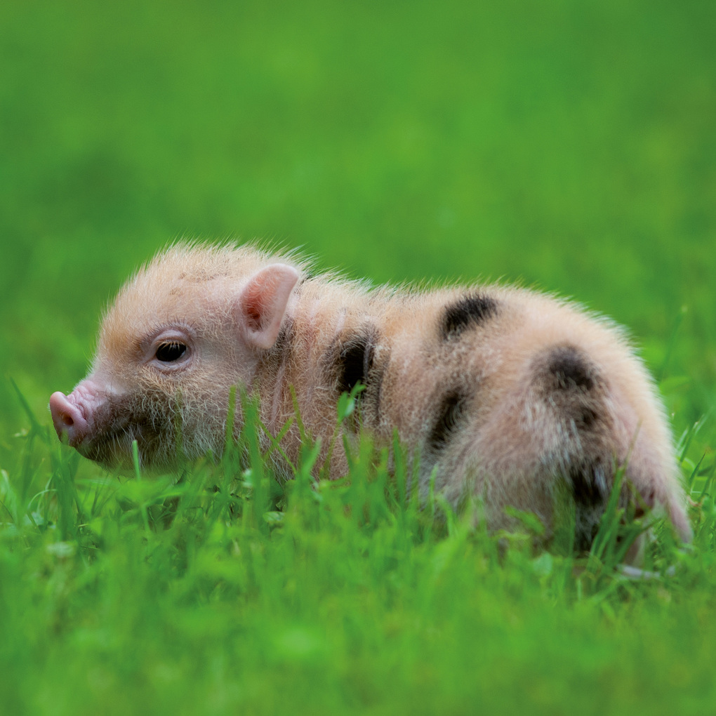 Weitere Ansicht: Schweinchen / Piggies 2027