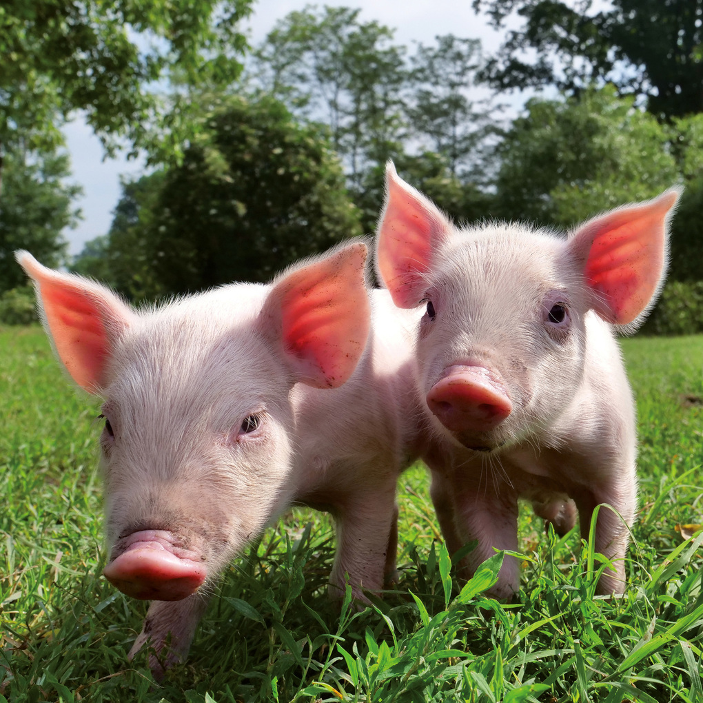 Weitere Ansicht: Schweinchen / Piggies 2027