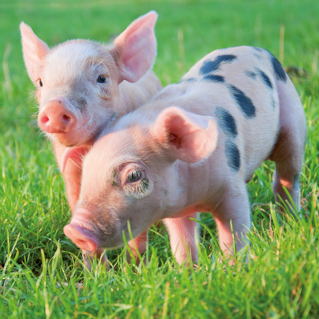 Weitere Ansicht: Schweinchen / Piggies 2027