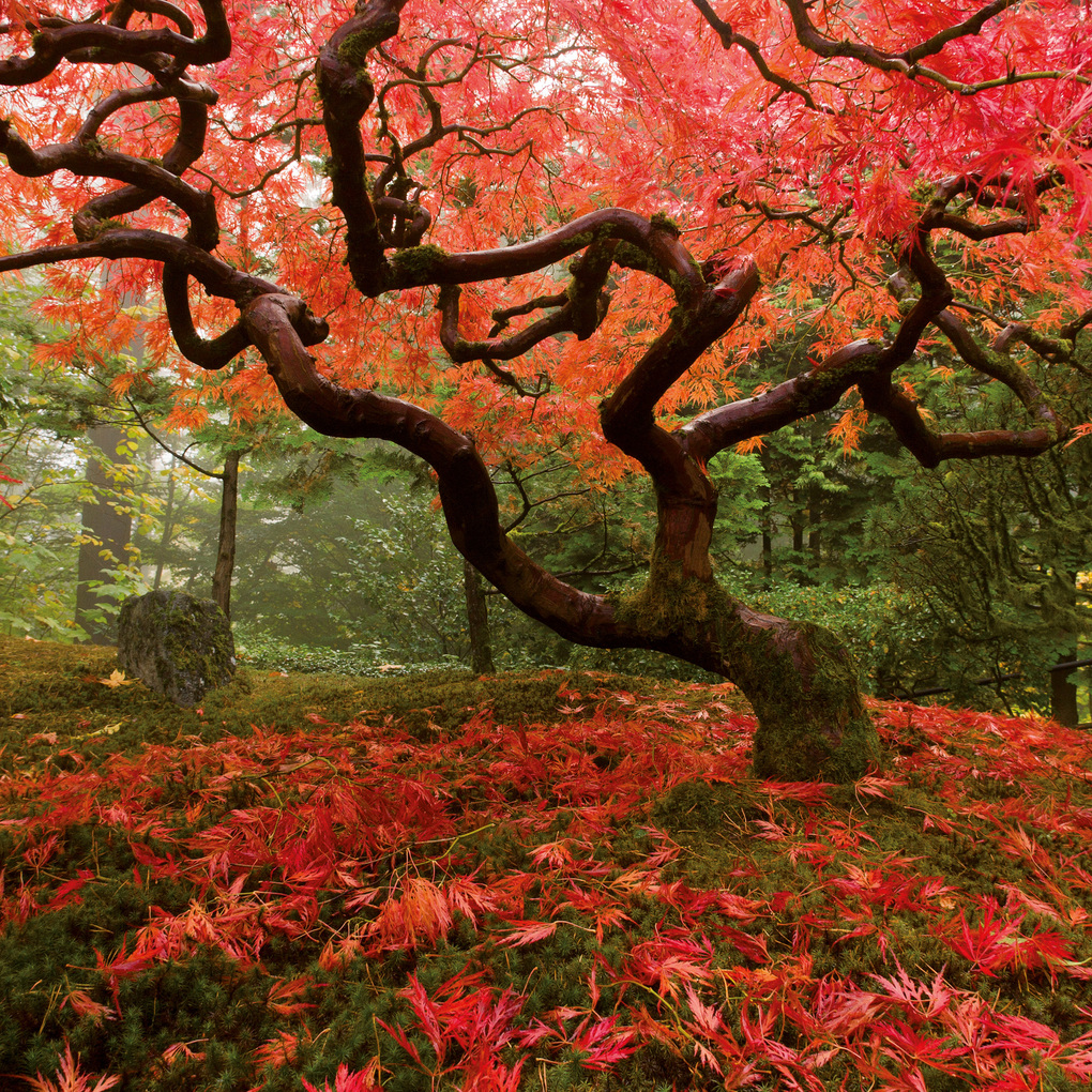 Weitere Ansicht: Japanese Garden 2027