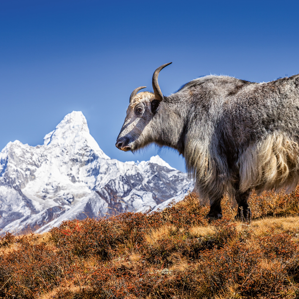 Weitere Ansicht: Himalaya 2027