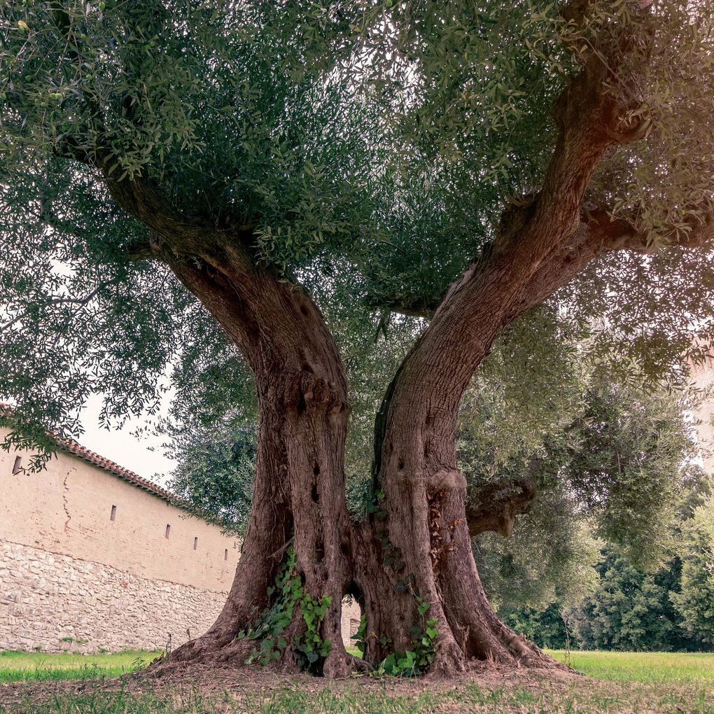 Weitere Ansicht: Trees 2027