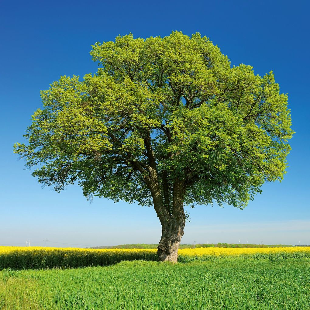 Weitere Ansicht: Trees 2027