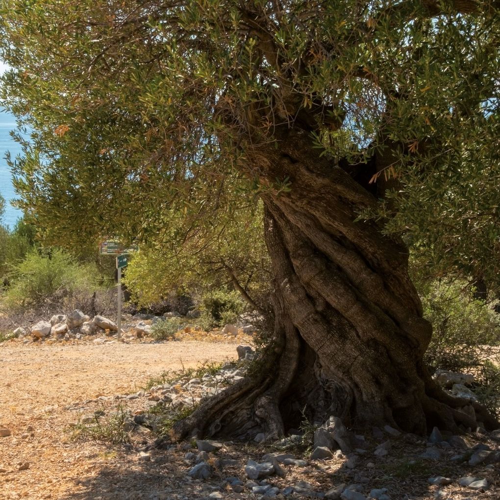 Weitere Ansicht: Trees 2027