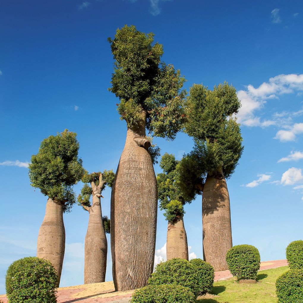 Weitere Ansicht: Trees 2027