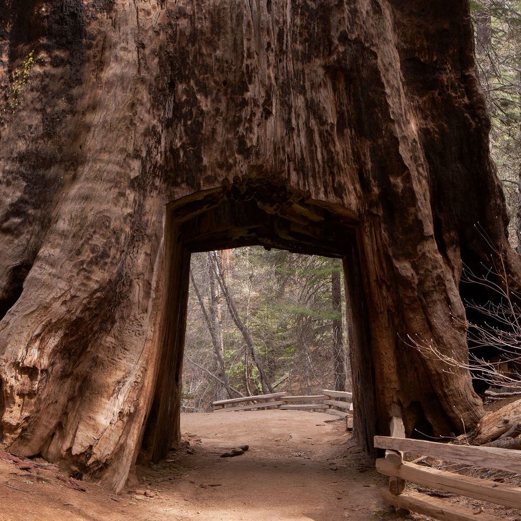 Weitere Ansicht: Trees 2027