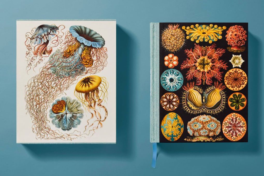 Weitere Ansicht: The Art and Science of Ernst Haeckel | Julia Voss, Rainer Willmann