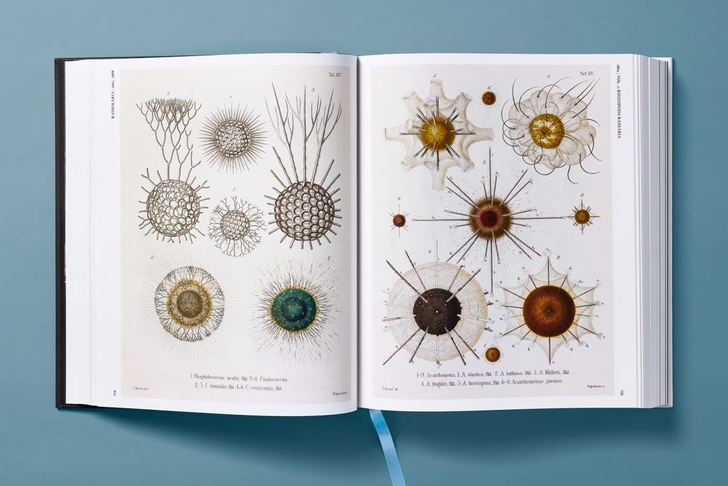Weitere Ansicht: The Art and Science of Ernst Haeckel | Julia Voss, Rainer Willmann