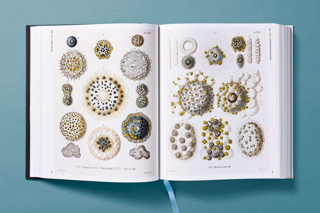Weitere Ansicht: The Art and Science of Ernst Haeckel | Julia Voss, Rainer Willmann